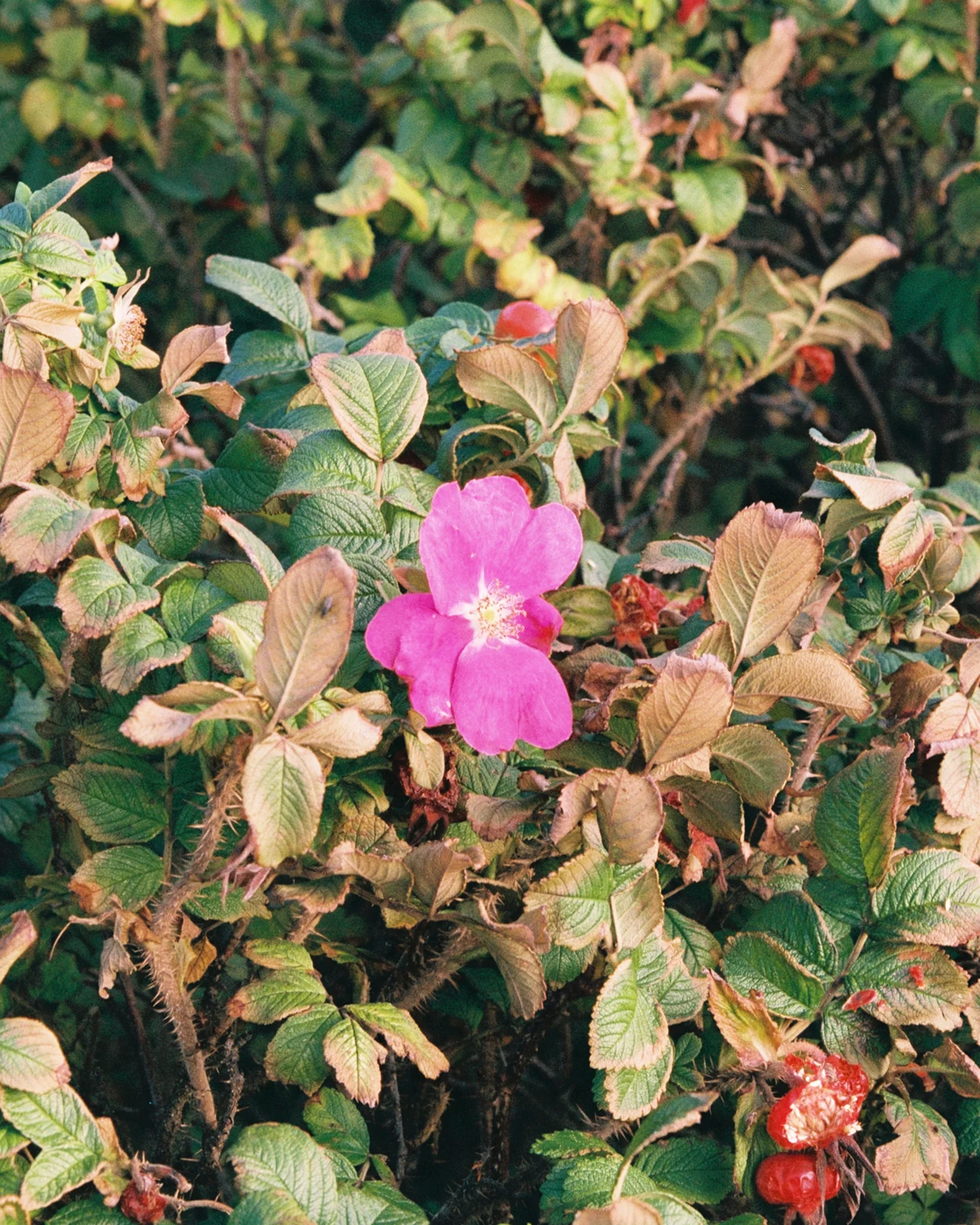 WILDROSE2_1438x1798_72f71960-73d2-4d55-b530-1af8dac8a22b