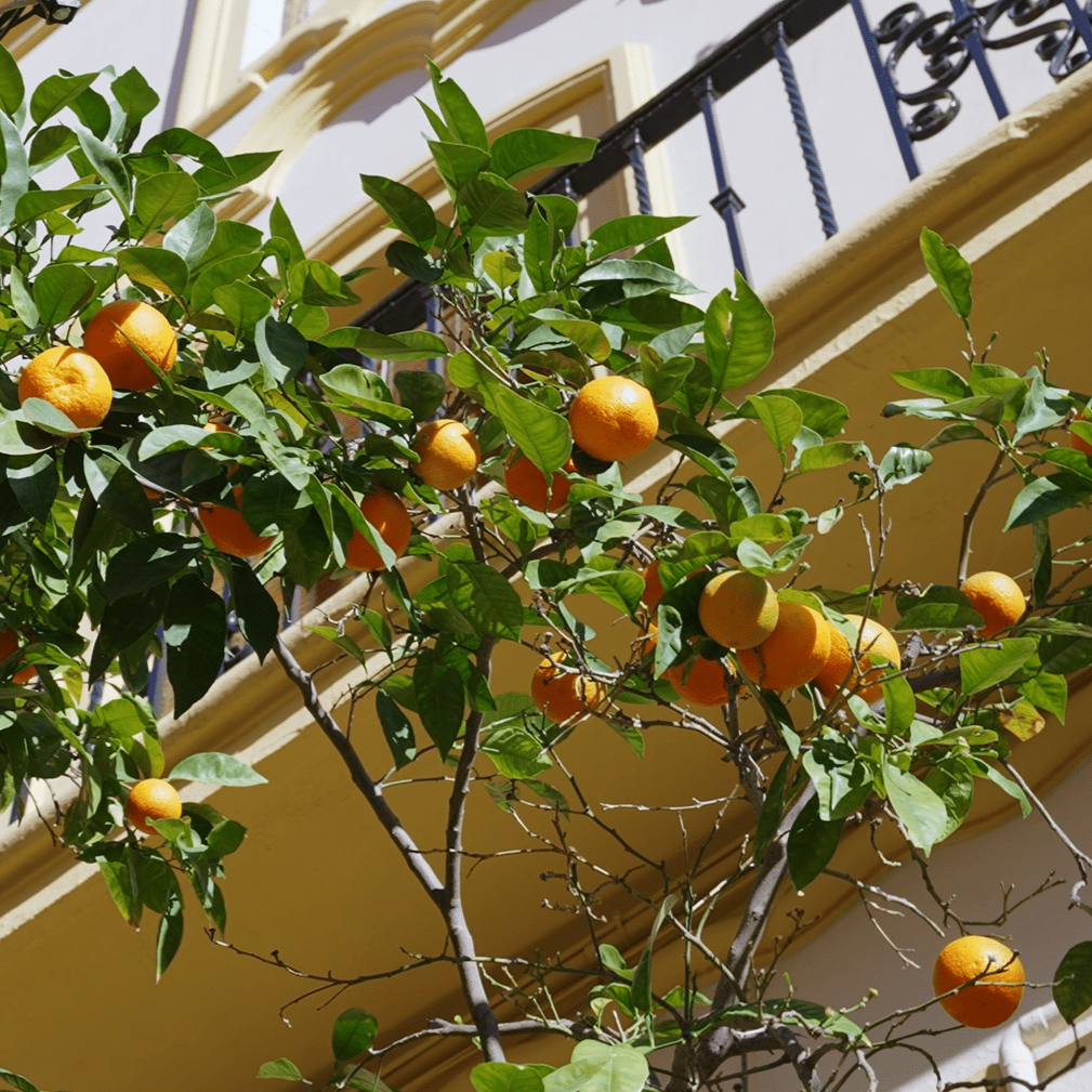 Fragrance card Seville Orange Blossom