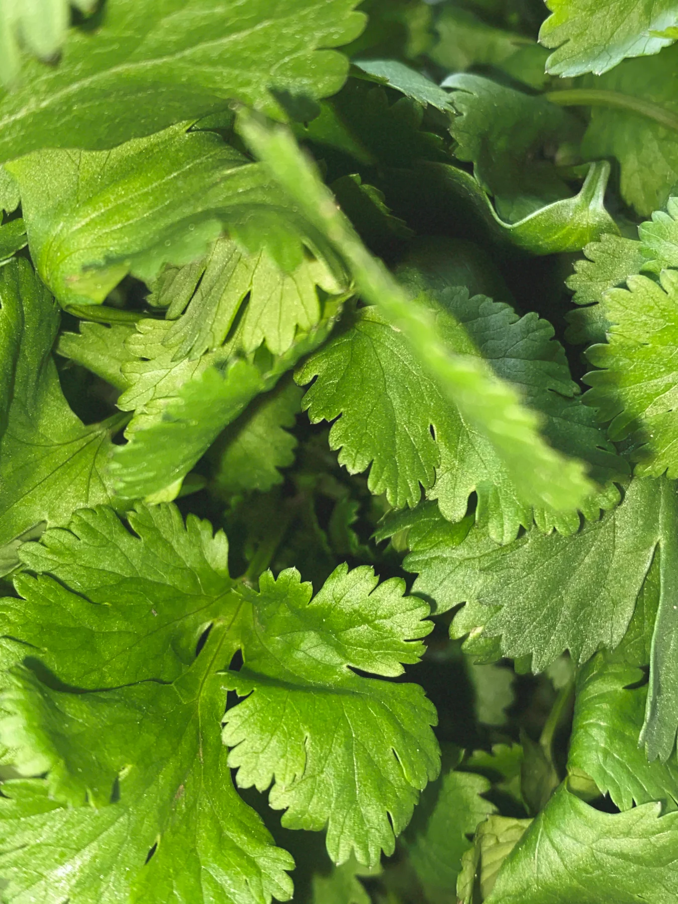CORIANDER_8288copy