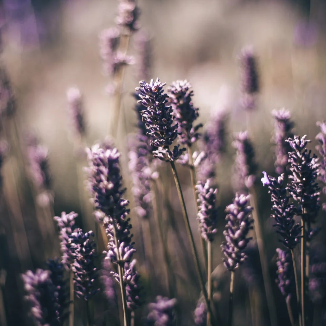 looops-mussezeit-lavendel-cropped013zG4Kx8N3CP