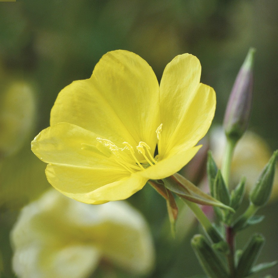 74263_Nachtkerzen-Samenoel-bio-30-ml_Organic-Evening-Primrose-Seed-Oil_30ml Nachtkerzenöl bio, 30 ml
