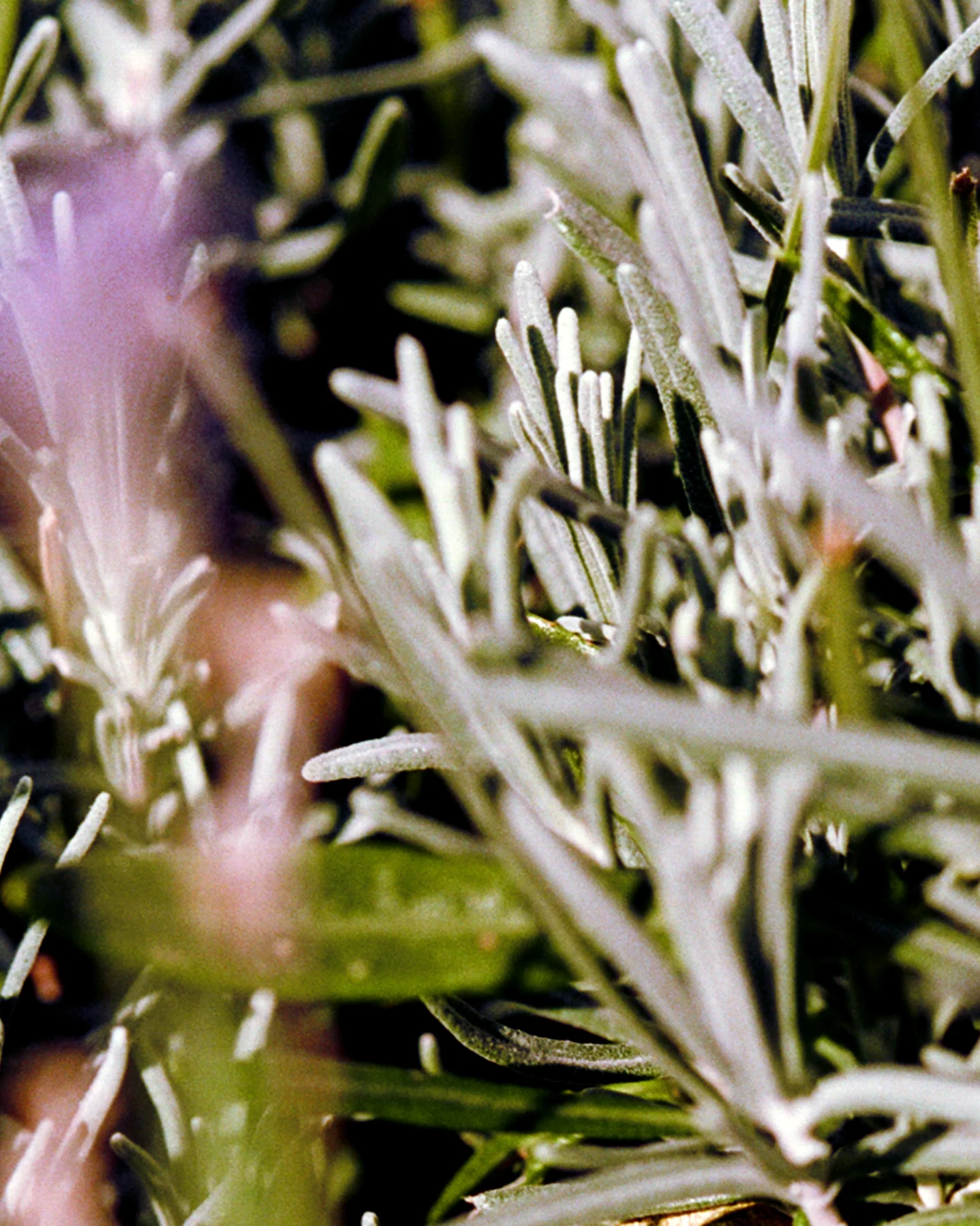 Body Cream Sage Rosemary Lavender