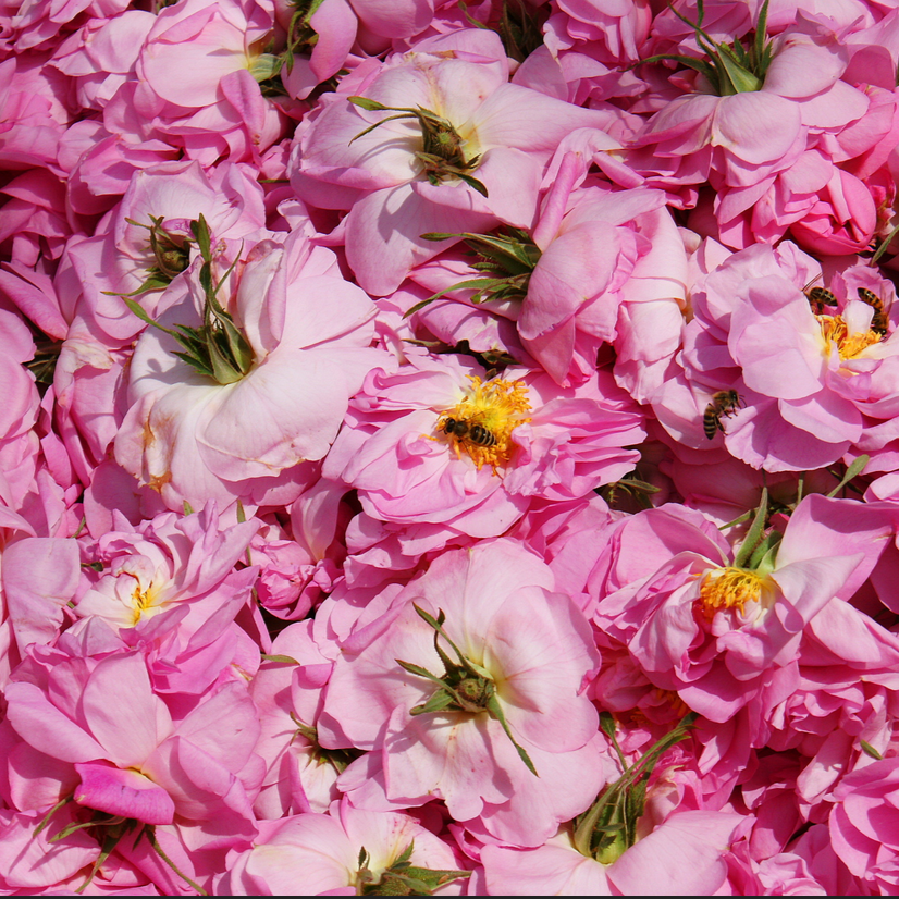 Rose türkisch bio 10%, 5 ml