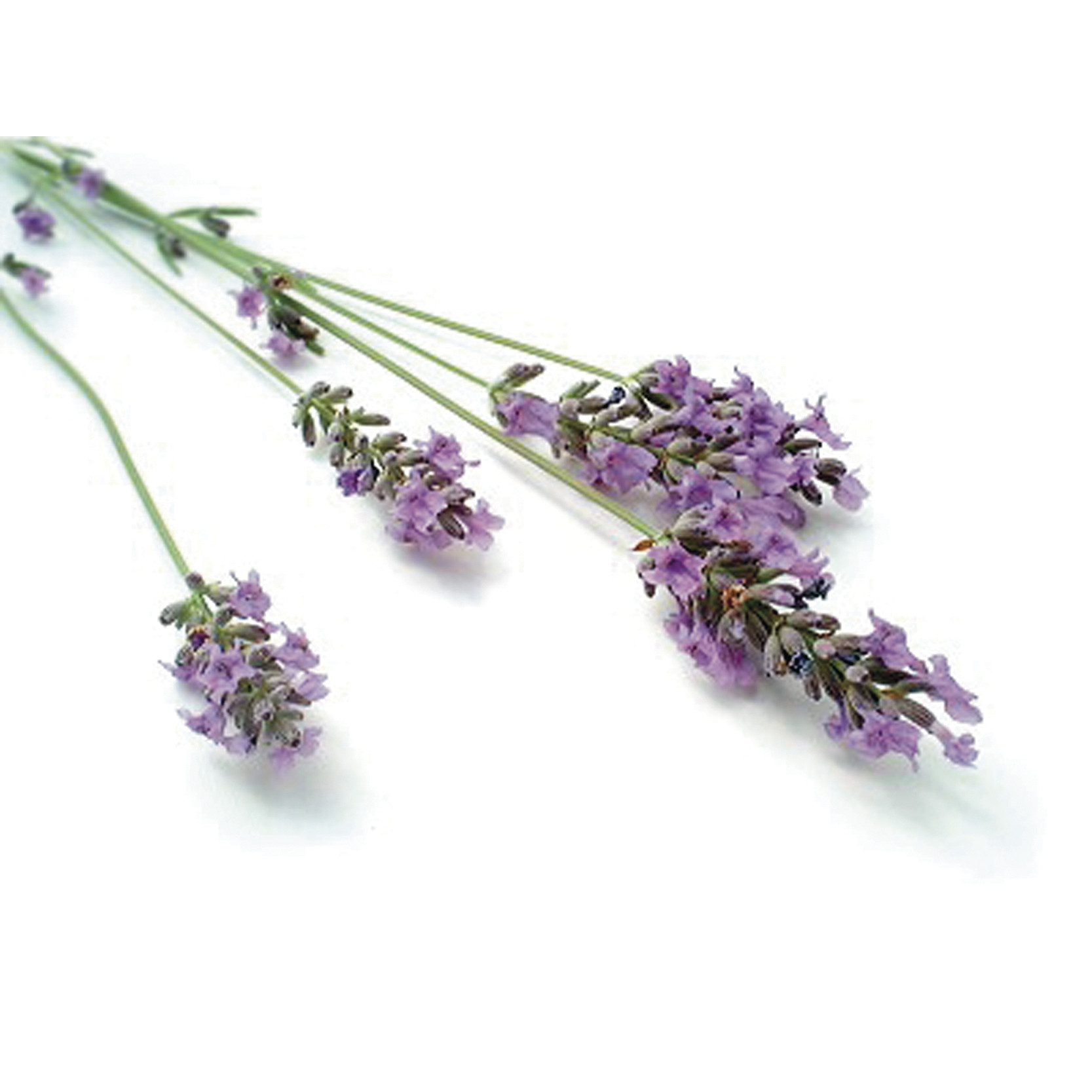lavenderr7Wj2wcw3gfUG