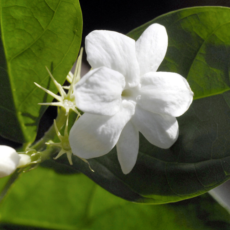 Jasmin 4% Marokko, 5 ml