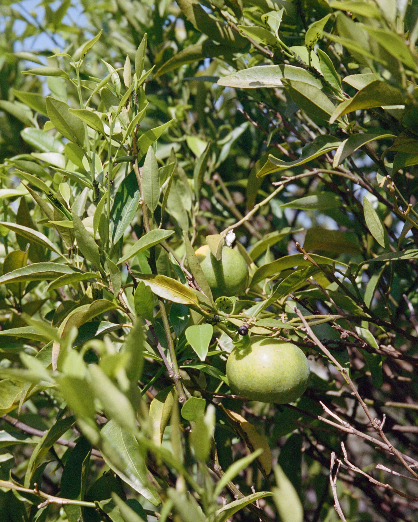 000029060036-bergamot_1438x1798_87a8f58f-e4d8-4f17-b3df-7cdc7b3595f8