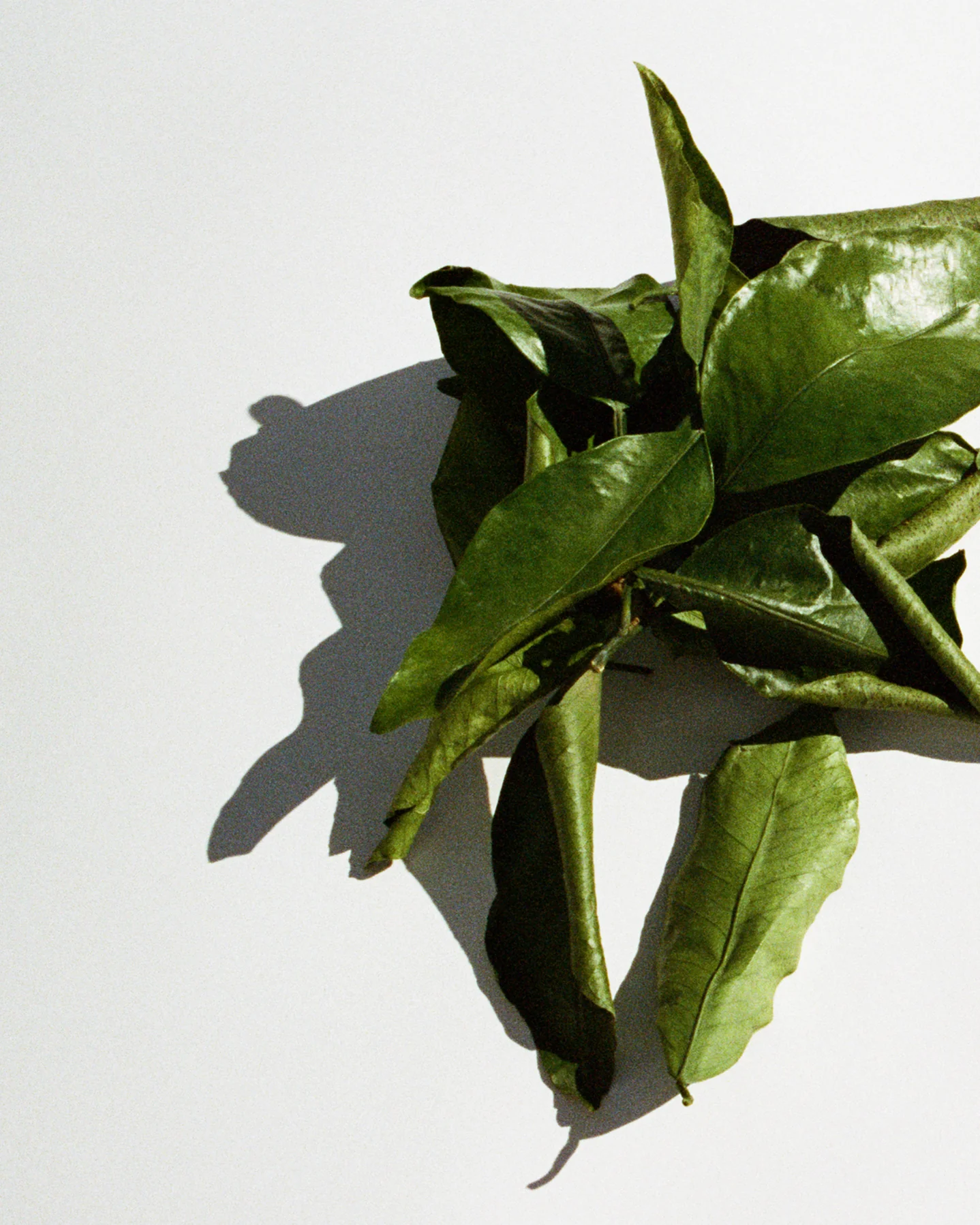 grapefuit_leaves_4-5_1438x1798_3c2402e7-d55c-4a63-a1ea-4dd88fb0636b