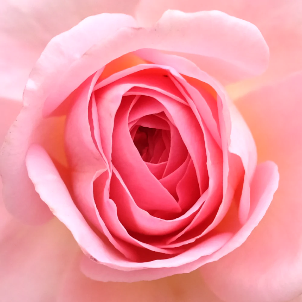 RosePetal_1000x