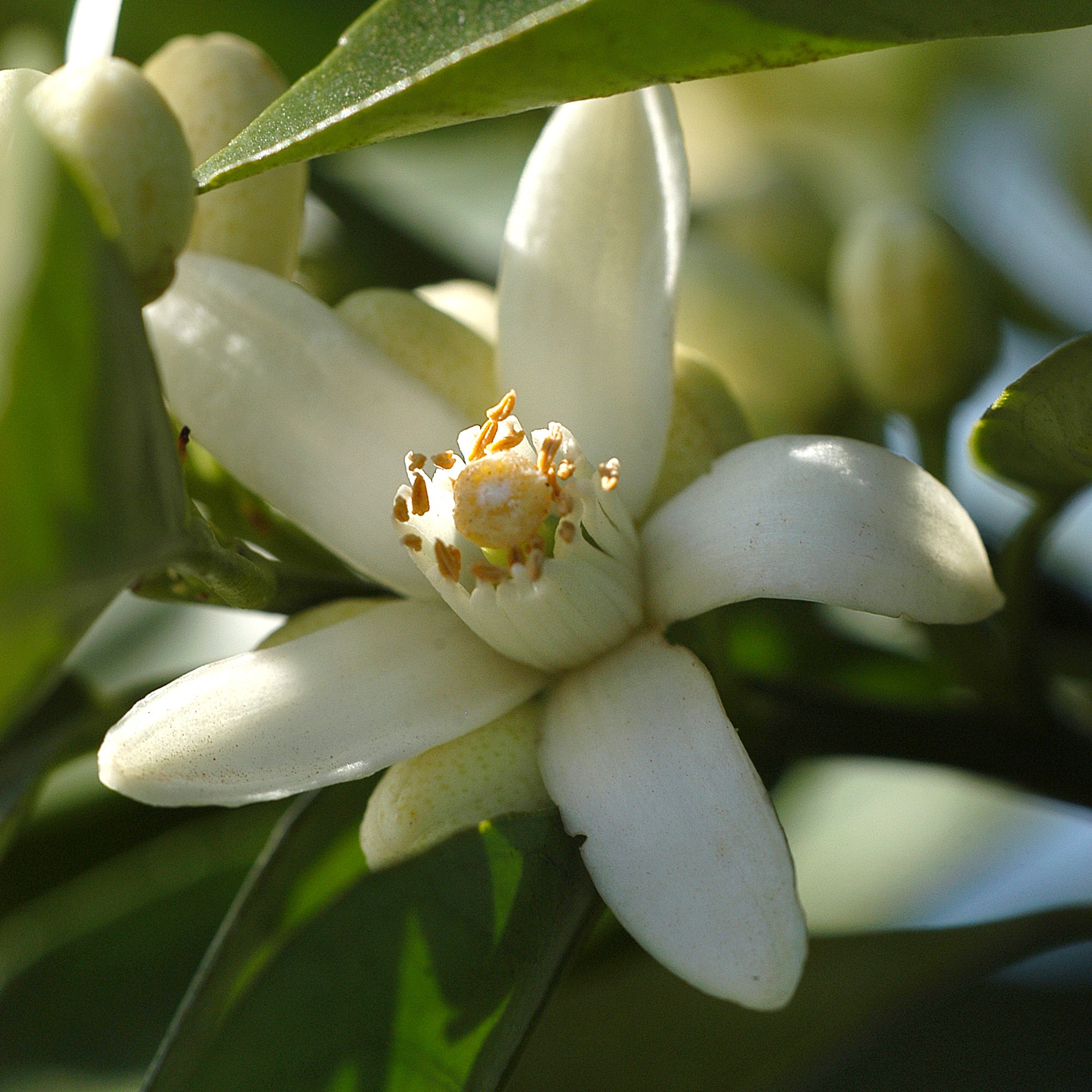 Neroli 10%, 5 ml