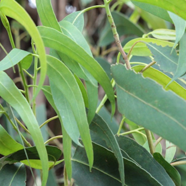 Eukalyptus citriodora bio, 5 ml