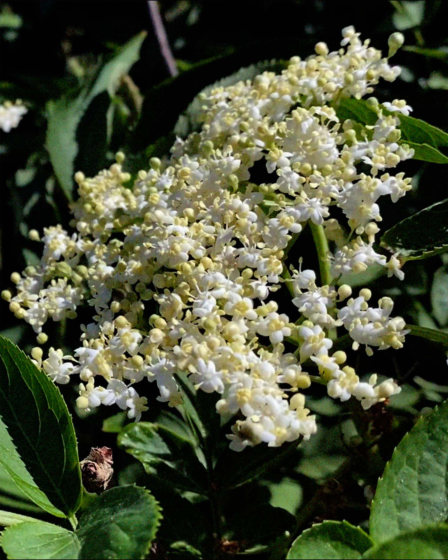 holunderHFxDEESfZNaU6