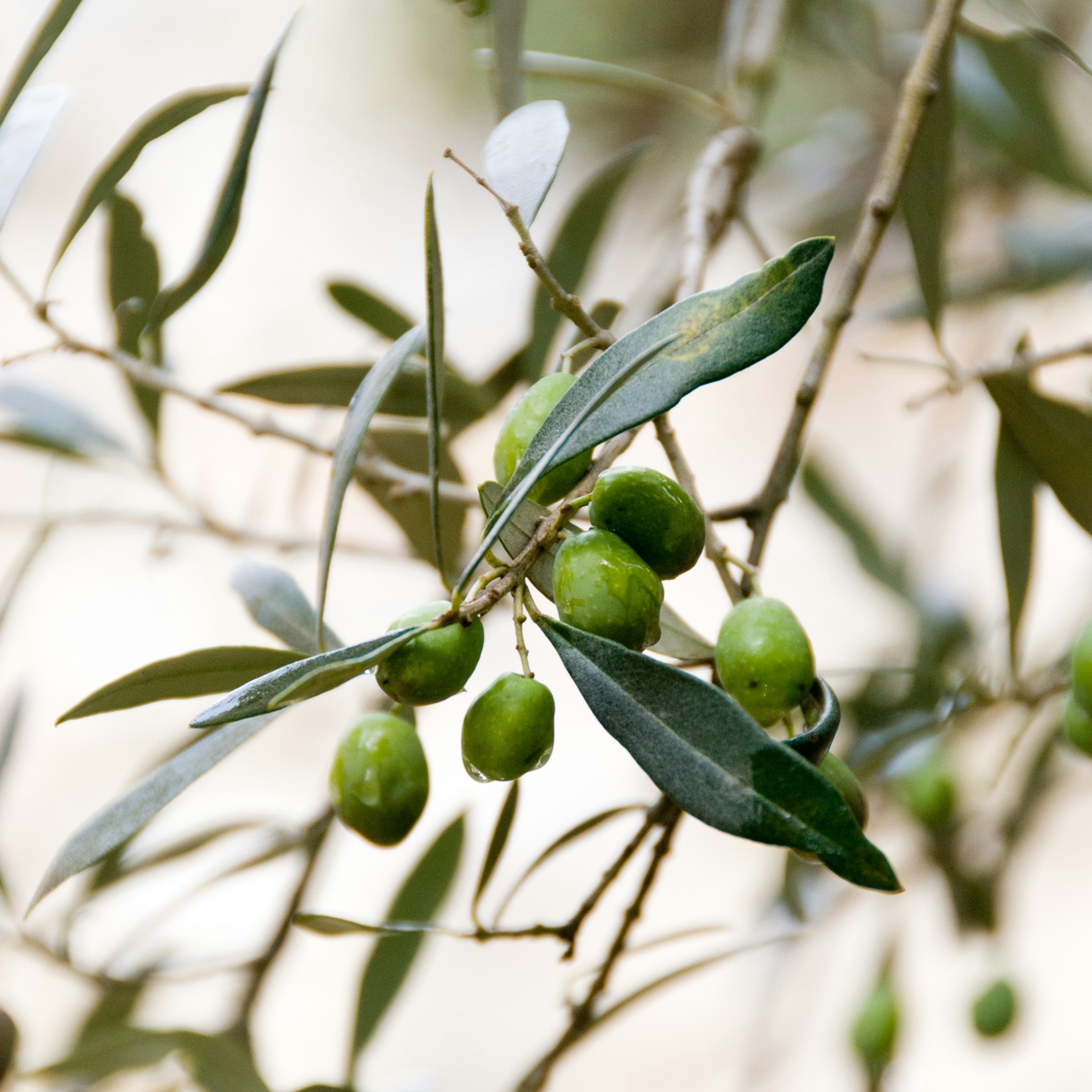 olive
