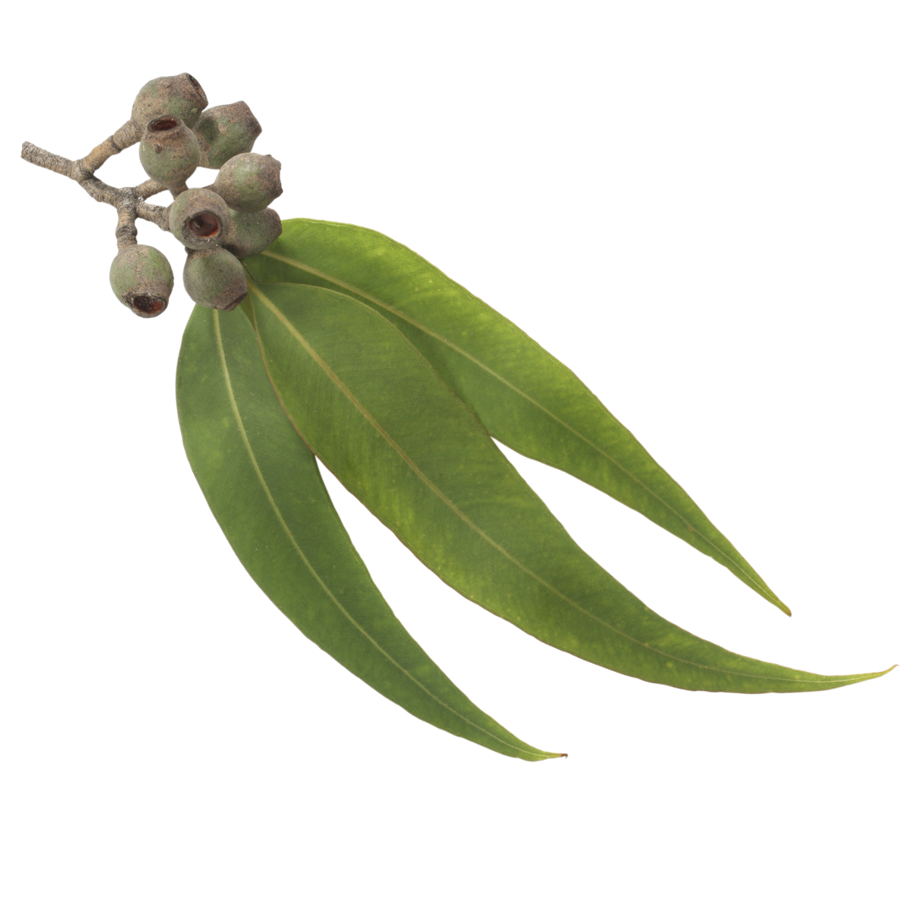 Eucalyptus-Leaf-Oil