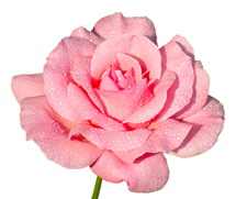Rosa1