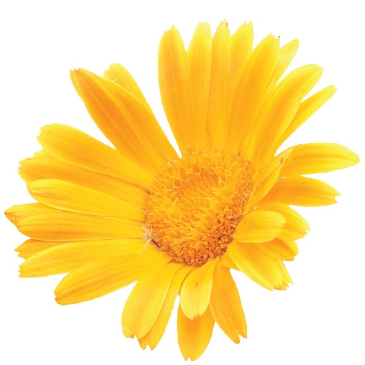 calendula-mockrsfpwT5lxwCFw