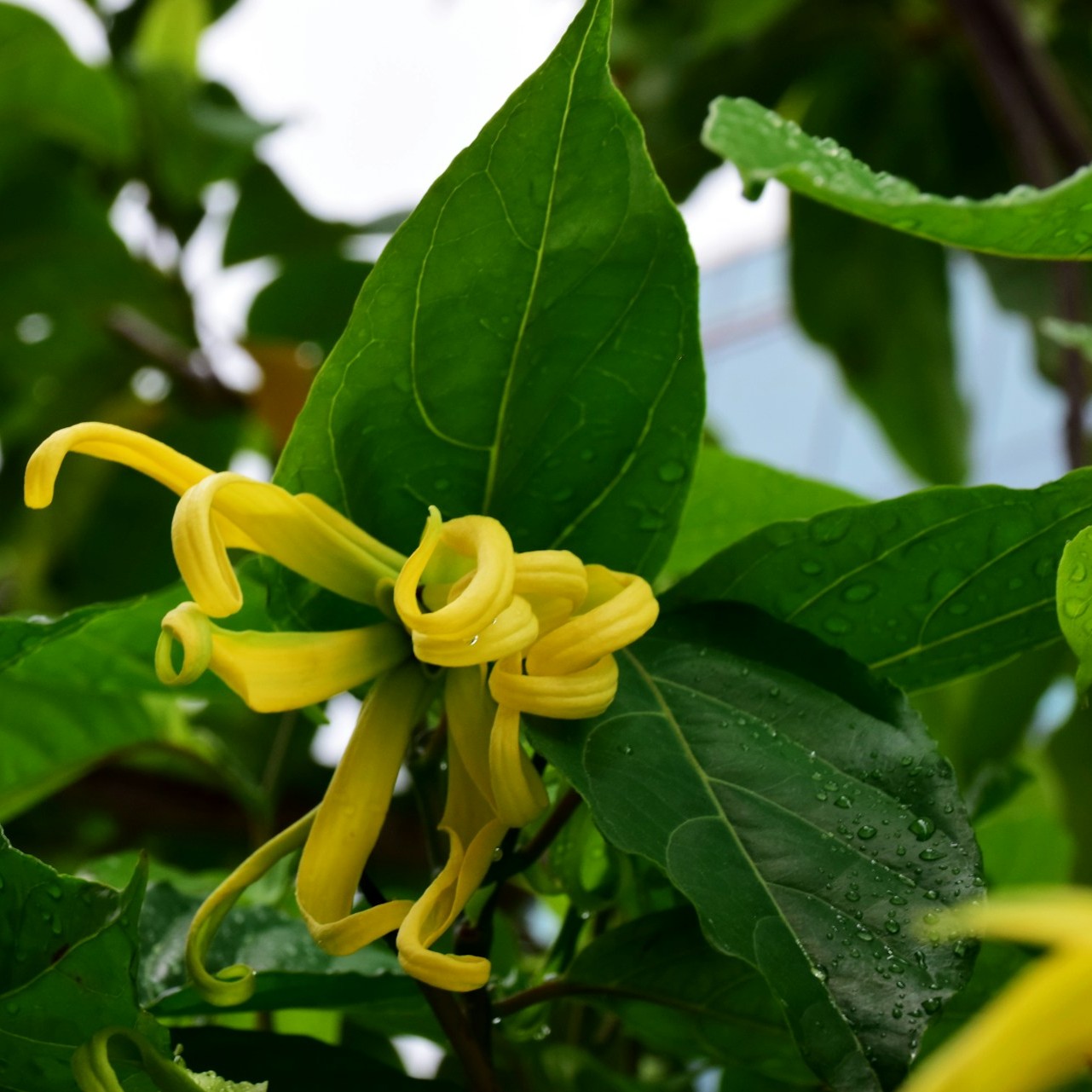 Ylang Ylang extra supérieur bio, 5 ml