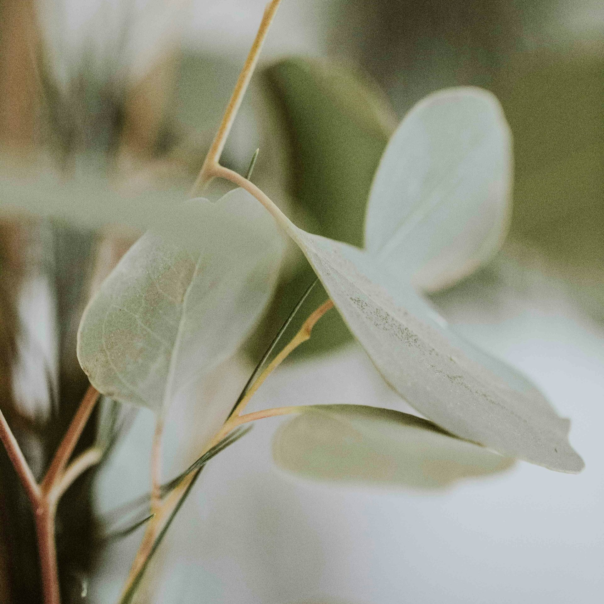 Eukalyptus citriodora bio, 5 ml