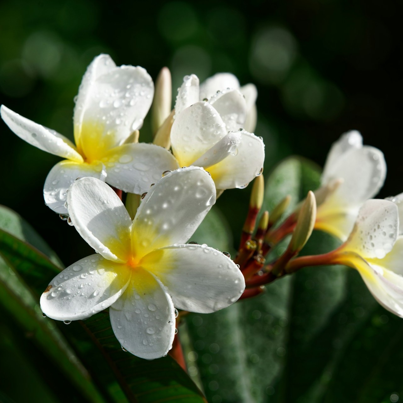 Frangipani Absolue 20%, 5 ml