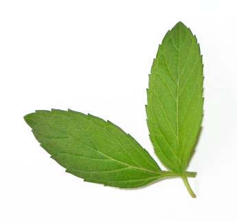 35-mint