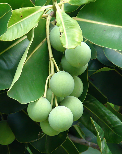 Tamanu_489x