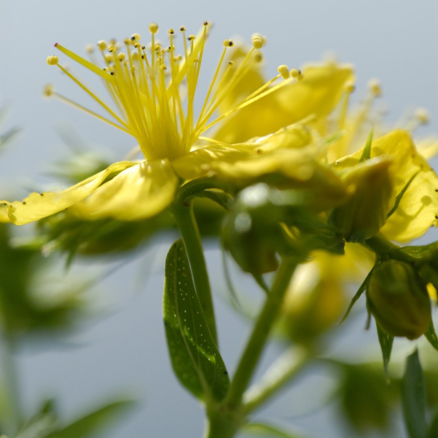 74556_Johanniskraut-Oel-bio-50-ml_Organic-St-John-s-Wort-Oil_50ml Johanniskrautöl bio, 50ml