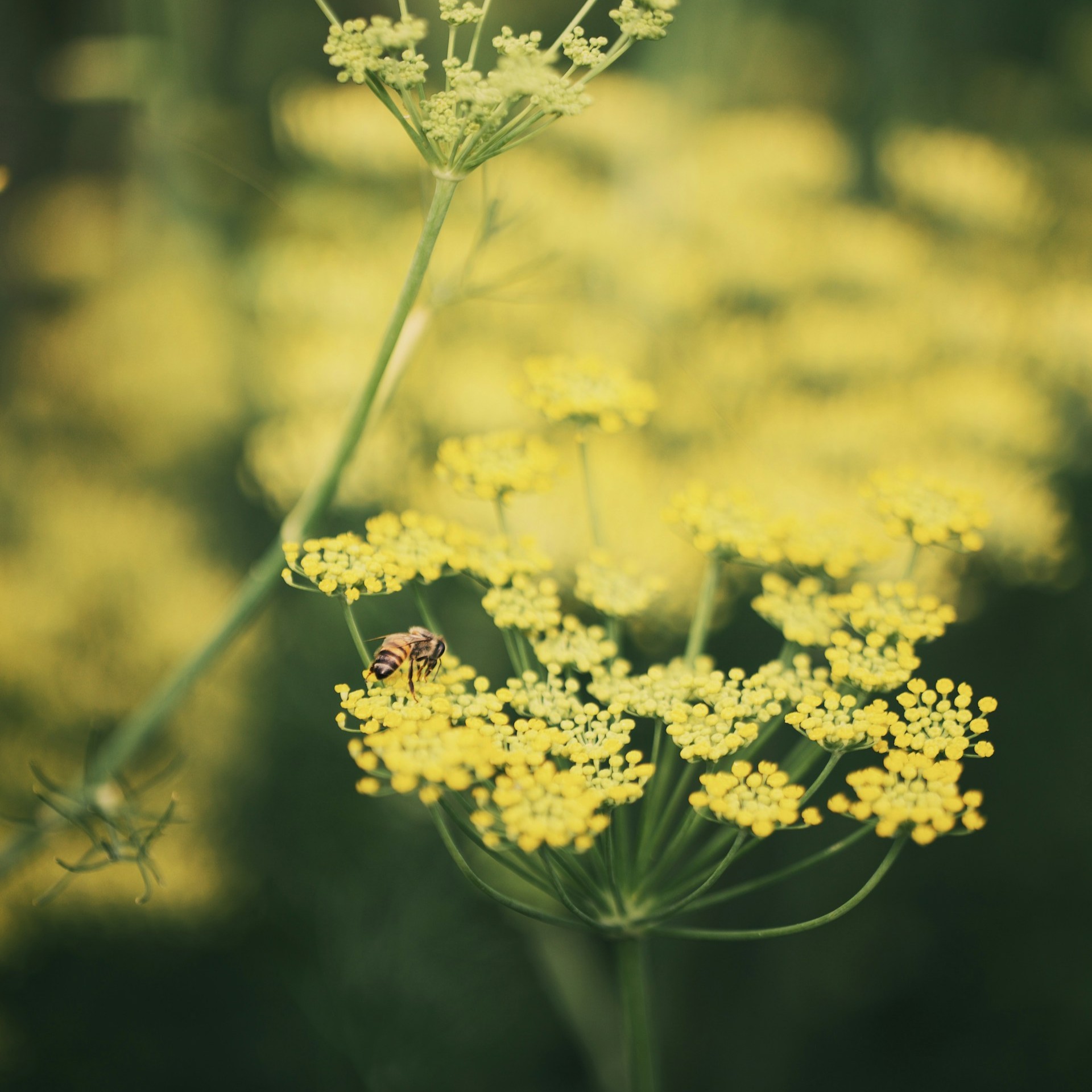 Fenchel süß bio, 5ml