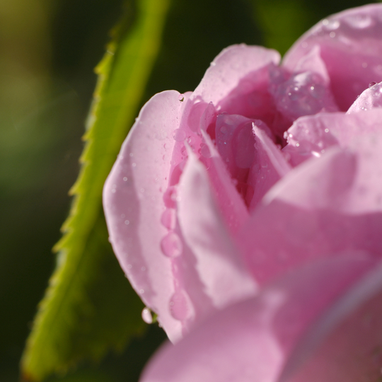 Rose türkisch bio 10%, 5 ml