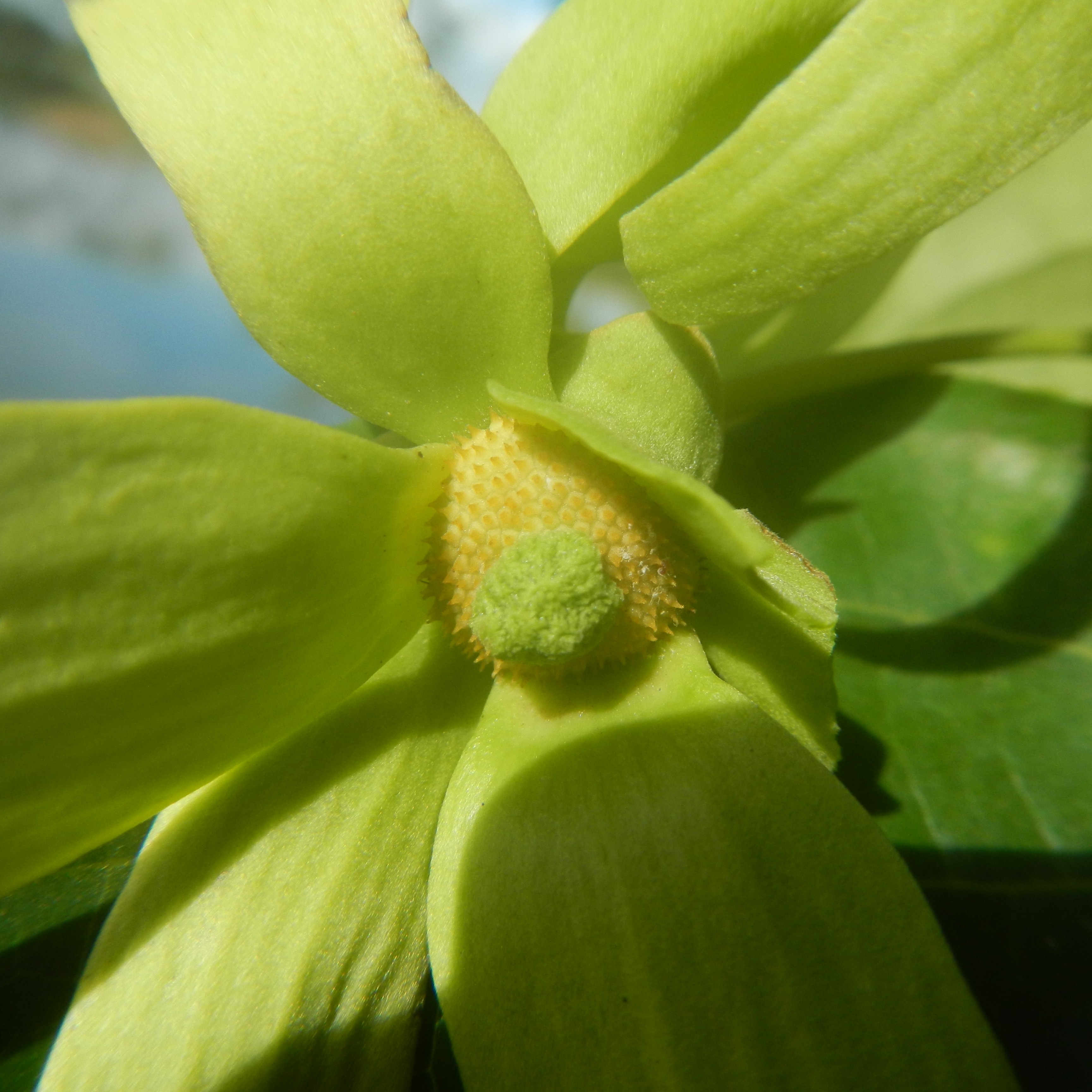 Ylang Ylang komplett bio, 5 ml