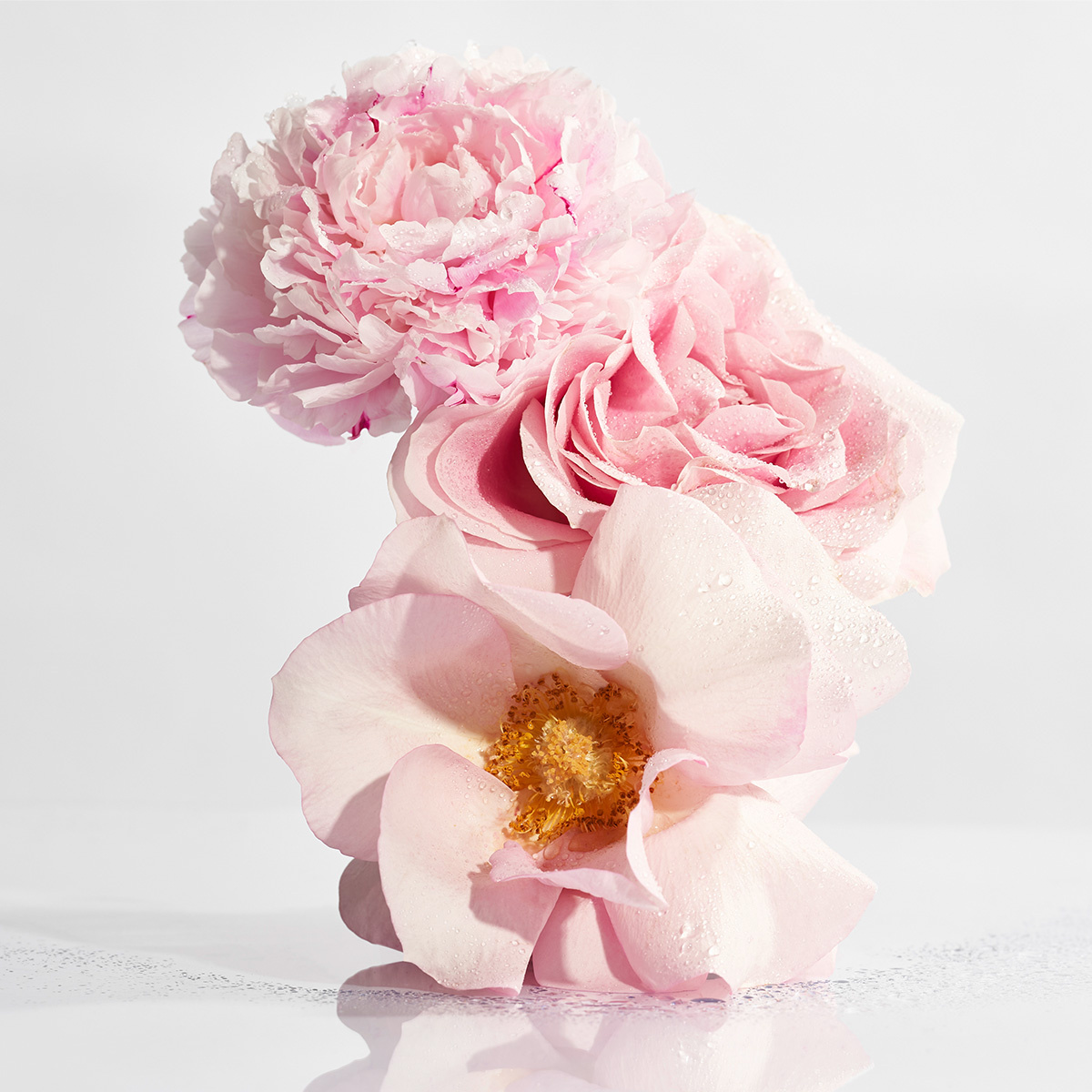 ANNEMARIE-BORLIND-ROSE-NATURE_Office_9894