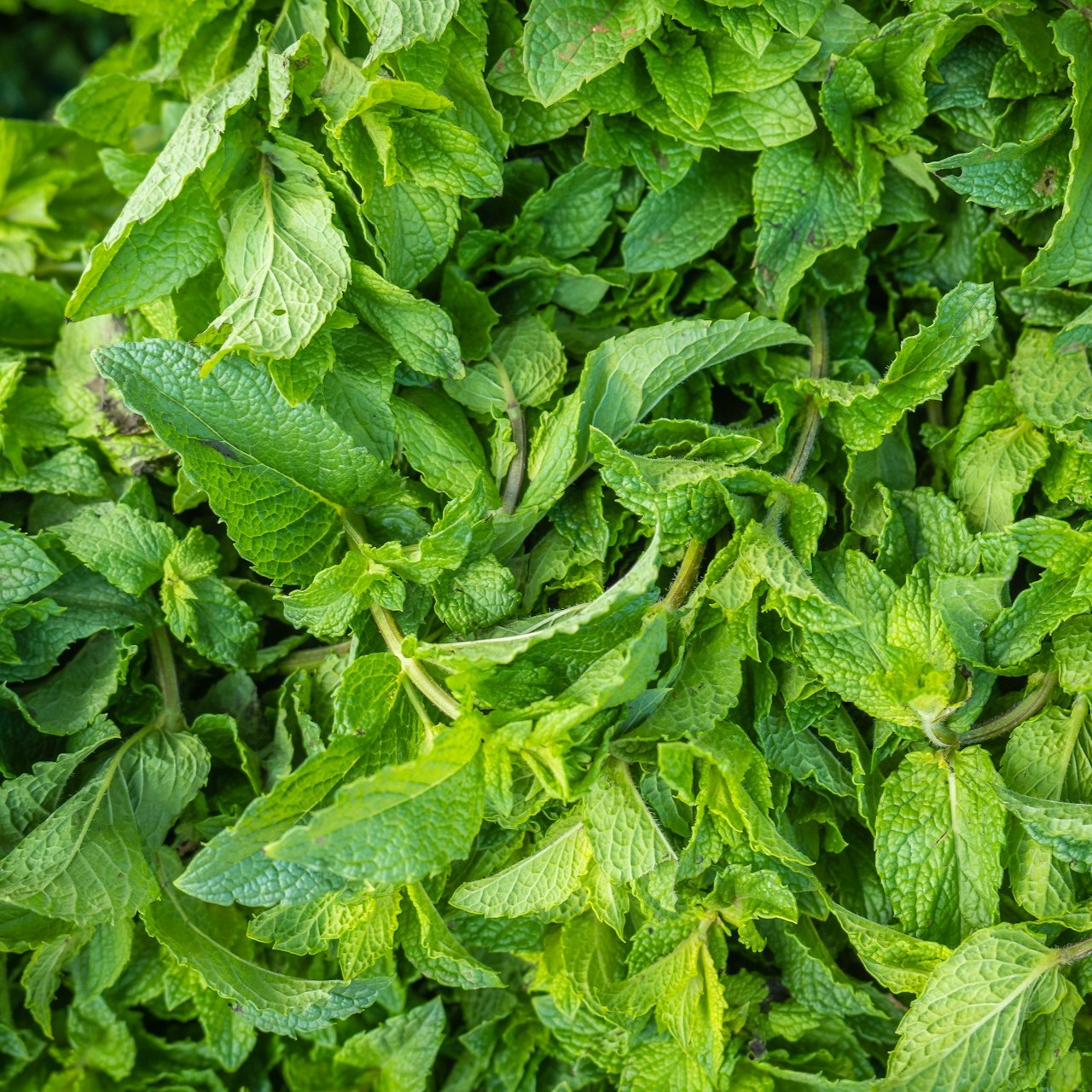 Spearmint bio Ägypten, 5 ml