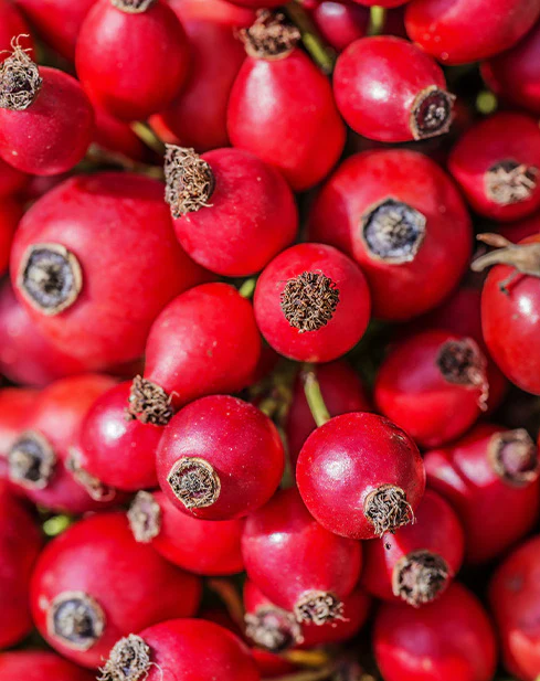 rosehip_489x