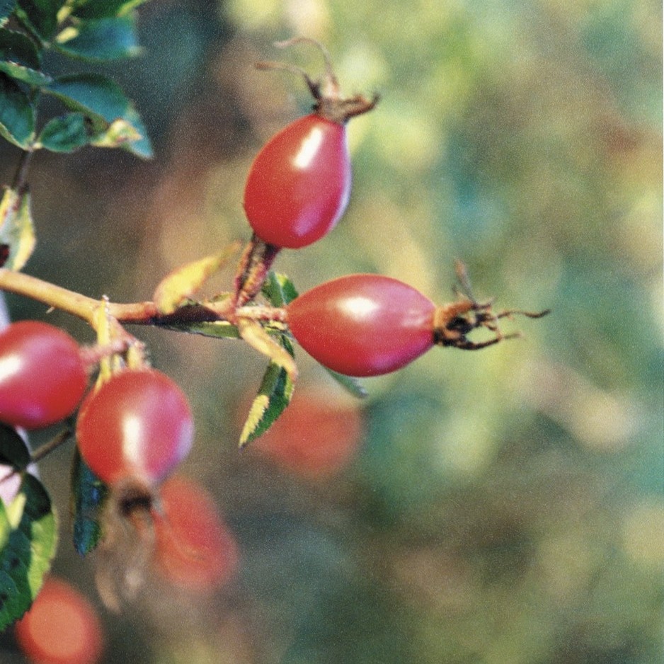 Wildrosenöl bio, 30 ml
