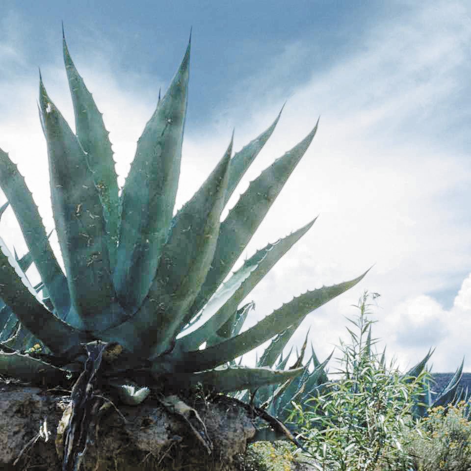 Aloe Vera Gel, 75ml