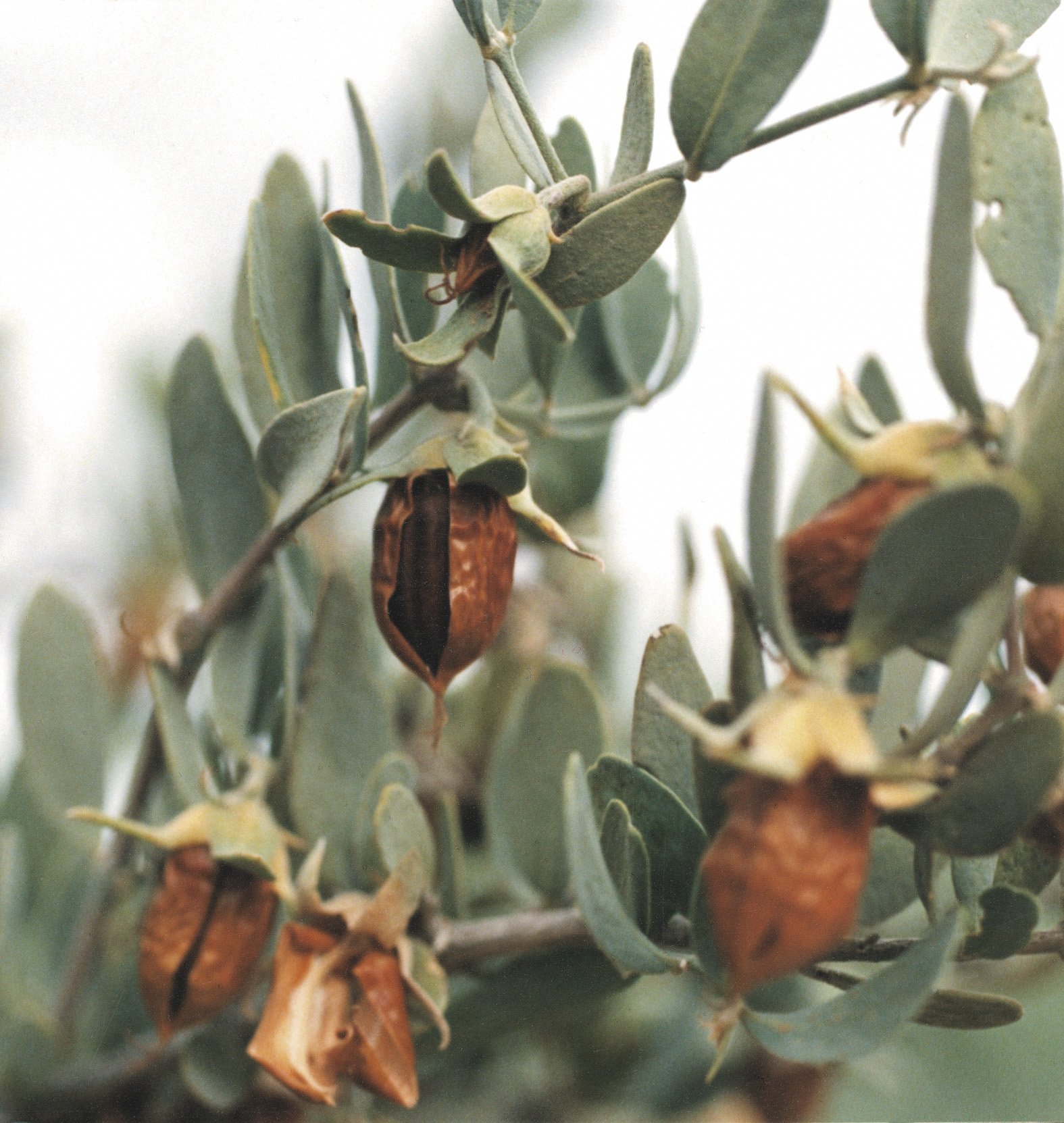 74557_Jojoba-Oel-bio-50-ml_Organic-Jojoba-Oil_50ml Jojobaöl* bio, 50ml