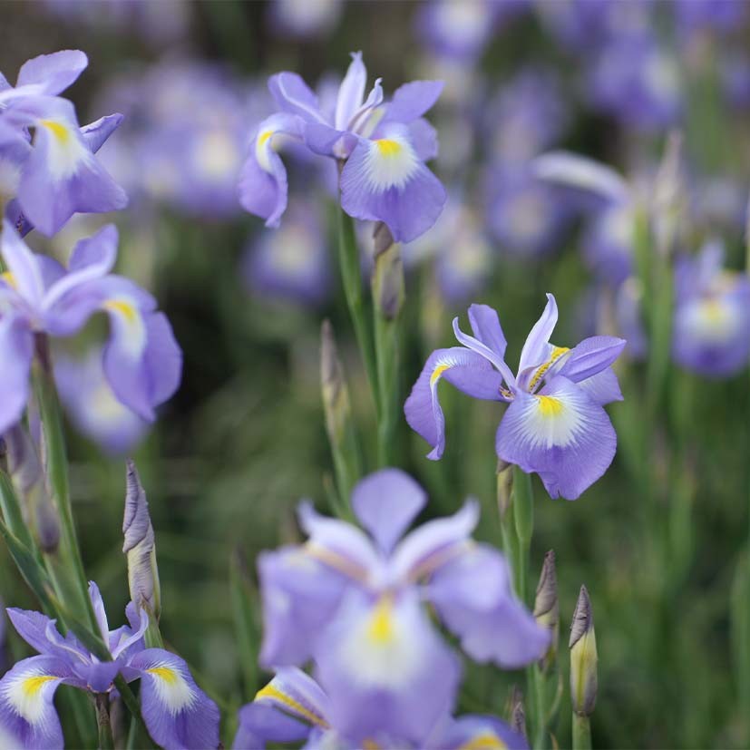 Iris 6% Frankreich, 5ml