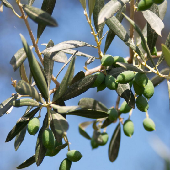 Neroli 10%, 5 ml