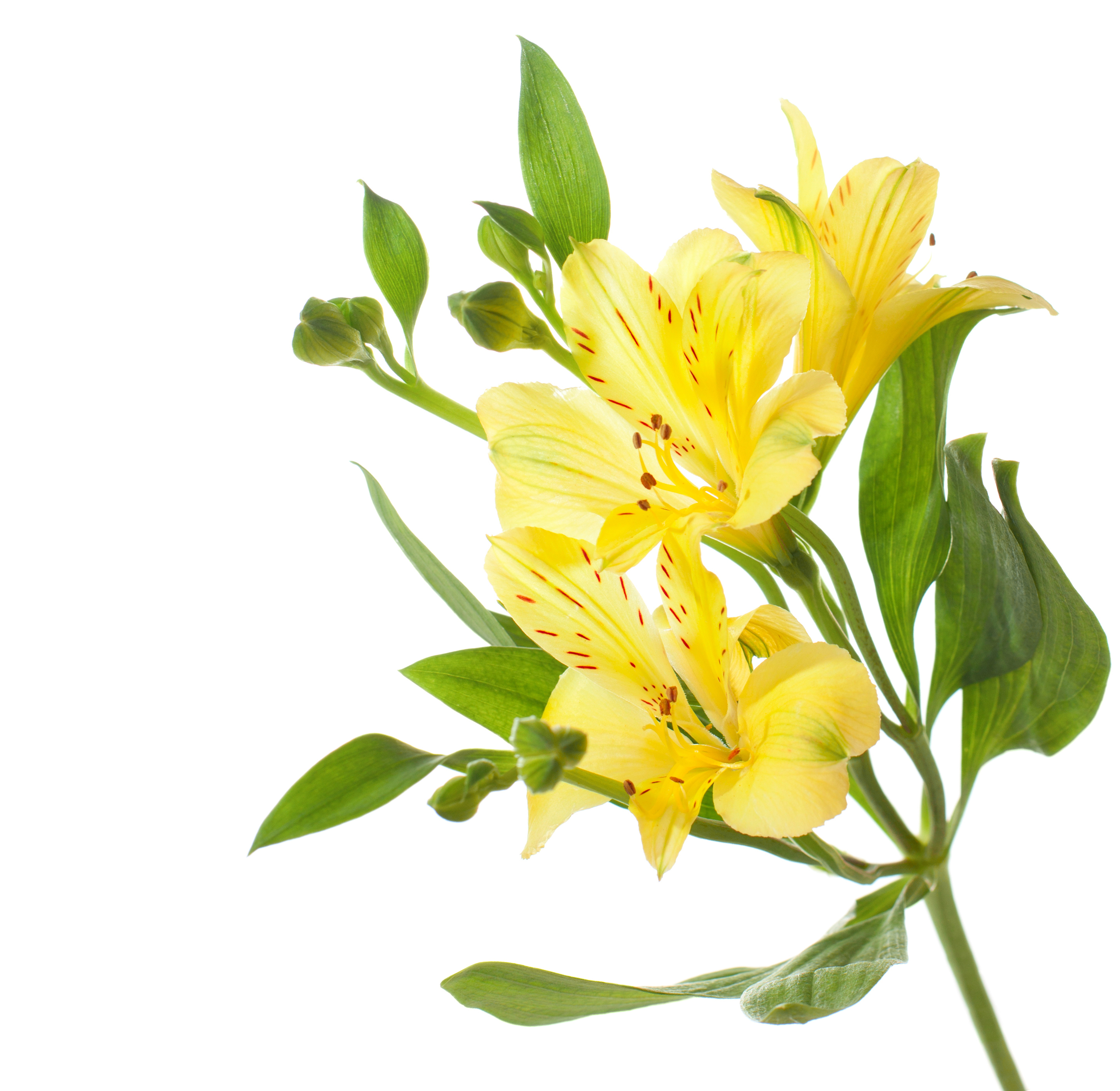 shutterstock_138997073